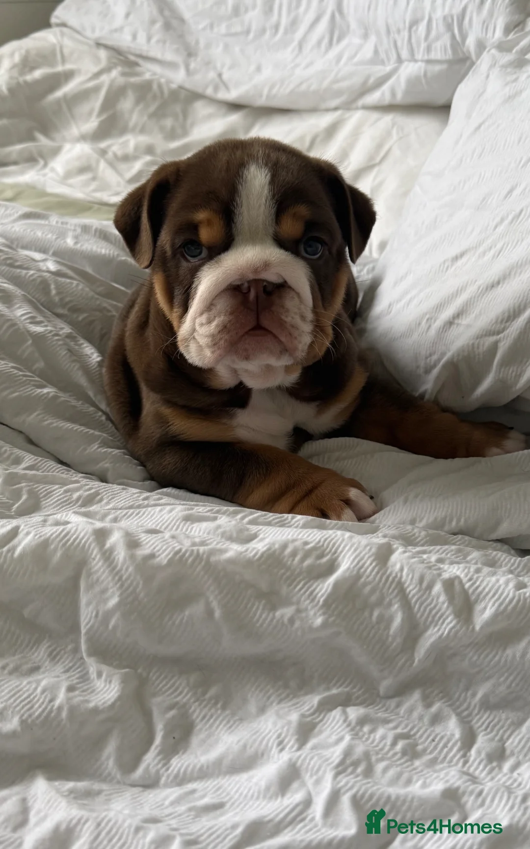 English Bulldog dogs for sale: Female Chocolate tri English bulldog  in Birmingham - Advert 2