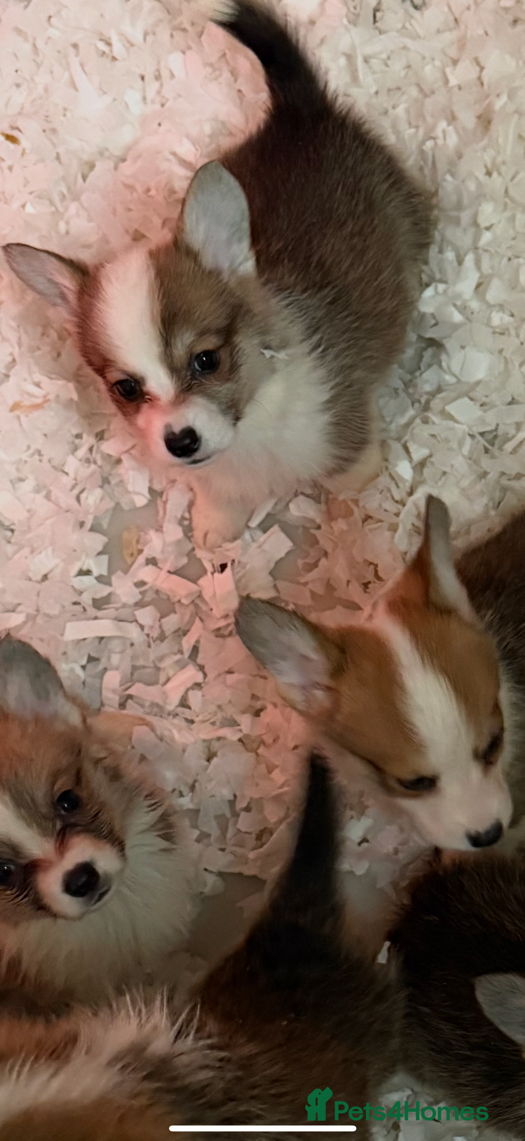 Welsh Corgi Pembroke dogs for sale: Kc reg Pembroke corgi babies available  - Advert 29