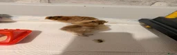 Chickens poultry for sale: Silkie chicks  - Advert 5