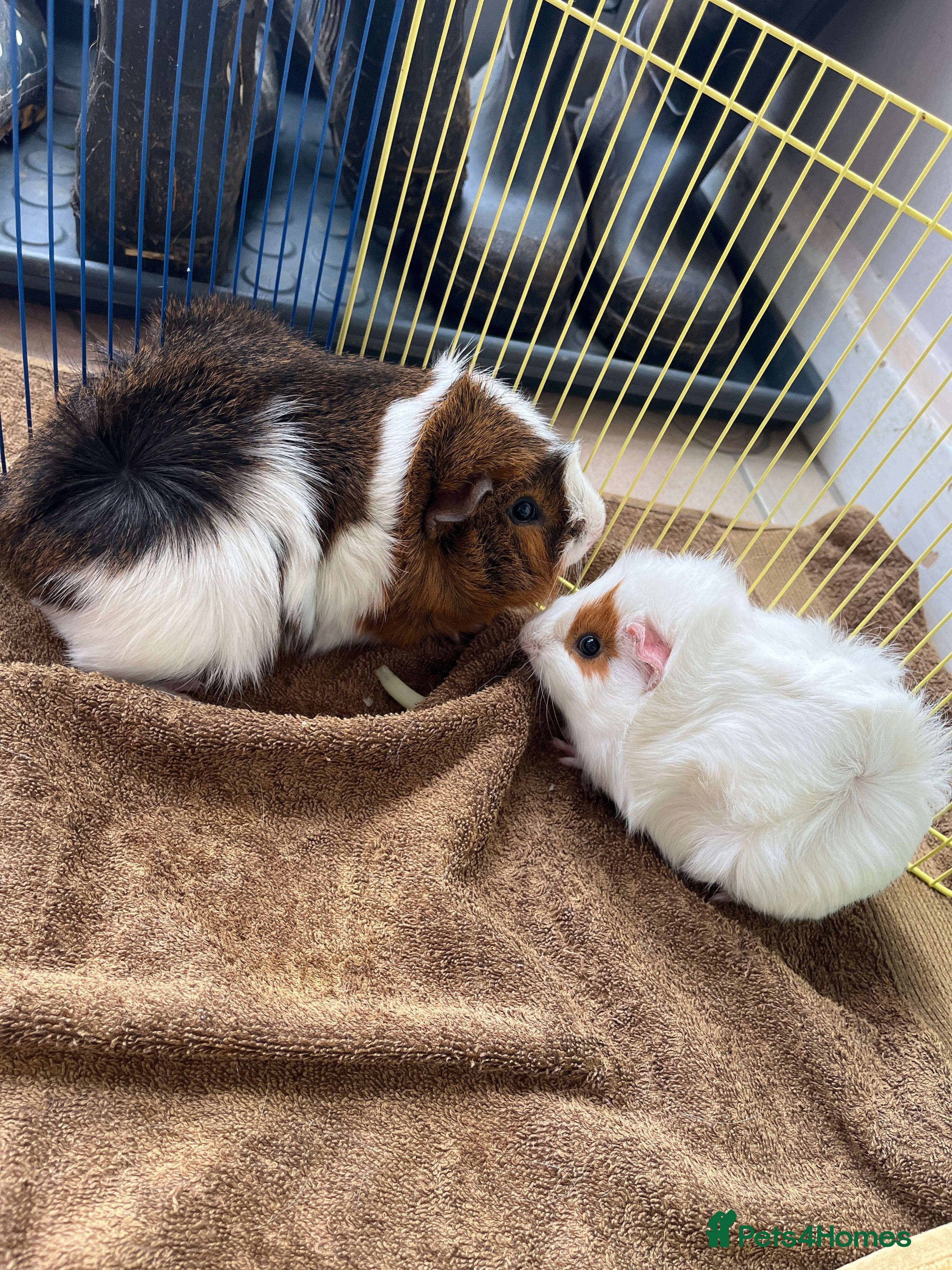 Guinea Pig rodents Still available male guinea pigs - Advert 10