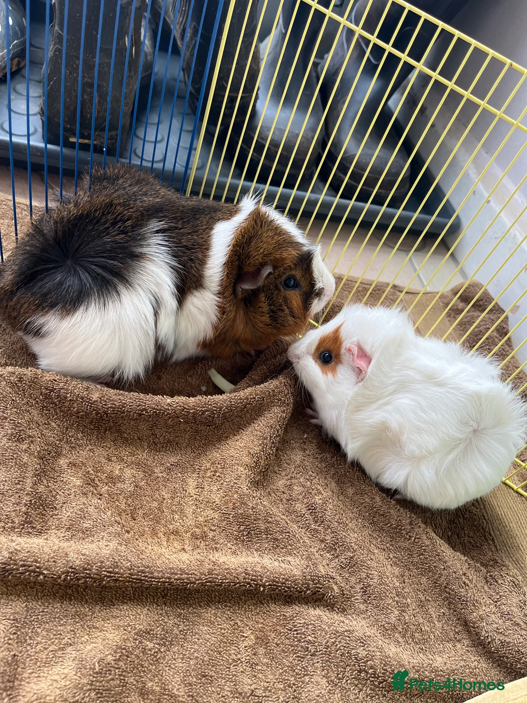 Guinea Pig rodents for sale: Still available male guinea pigs - Advert 1