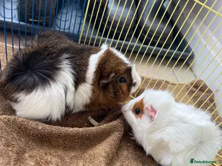 Guinea Pig rodents Still available male guinea pigs - Advert 10
