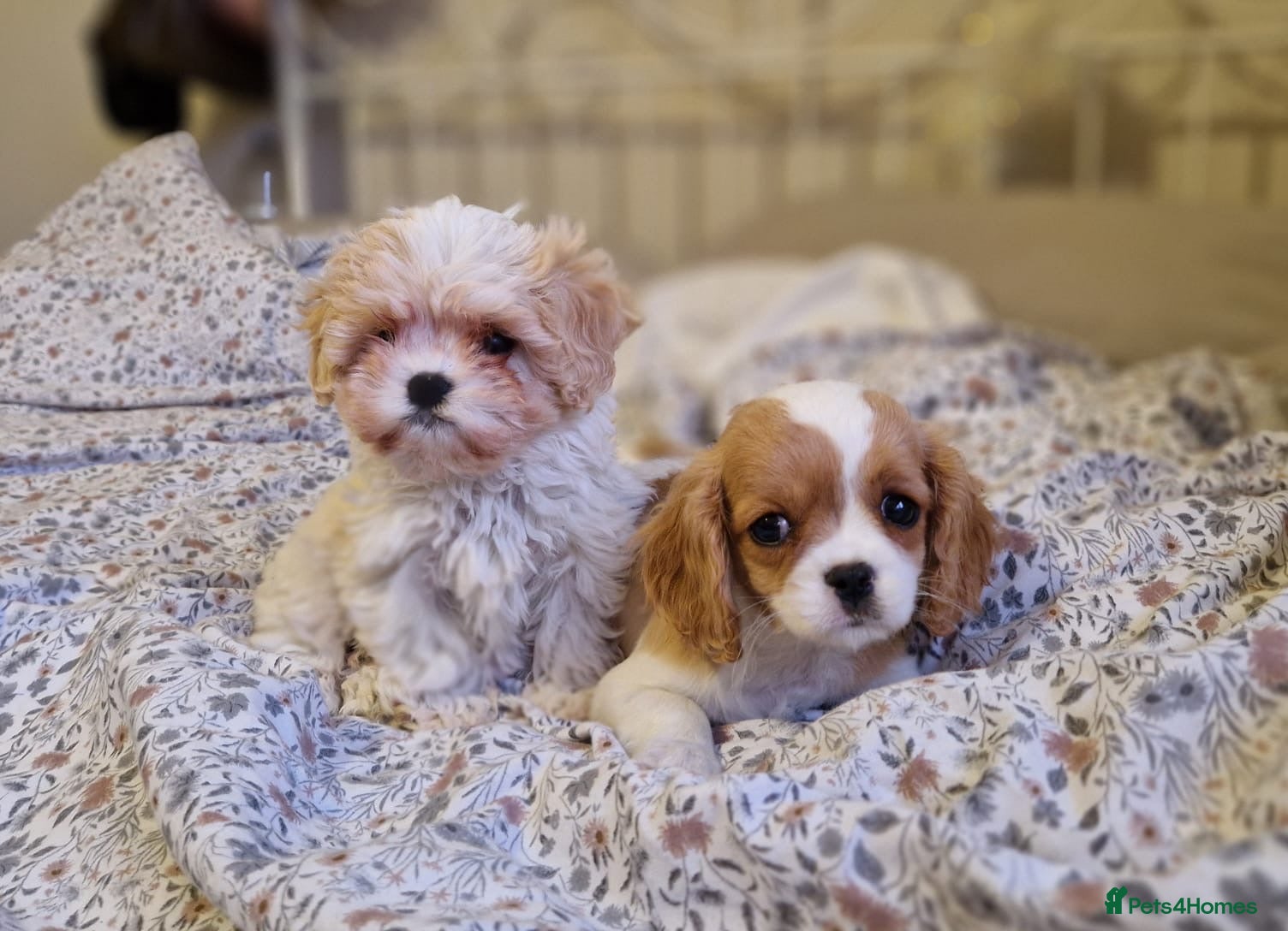 Cavapoo dogs Beautiful, confident and loving cavapoo pups - Advert 2