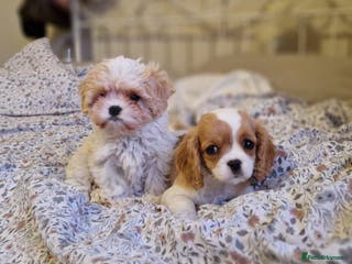 Cavapoo dogs Beautiful, confident and loving cavapoo pups - Advert 2