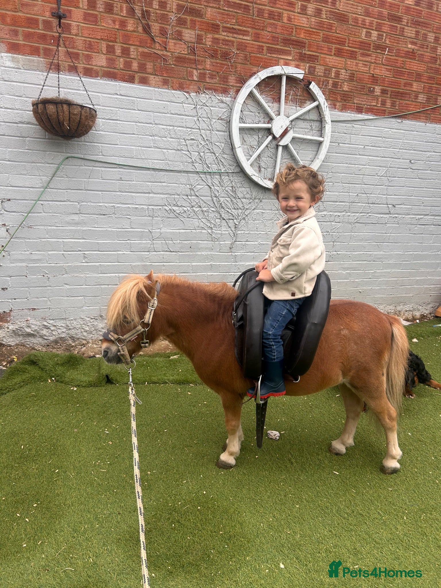 Shetland pony horses Miniature Shetland - Advert 2