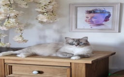 Maine Coon cats for sale: Maine Coon x Ragdoll Mix Kittens  Ready 27 Aug! 🐾 - Image 14