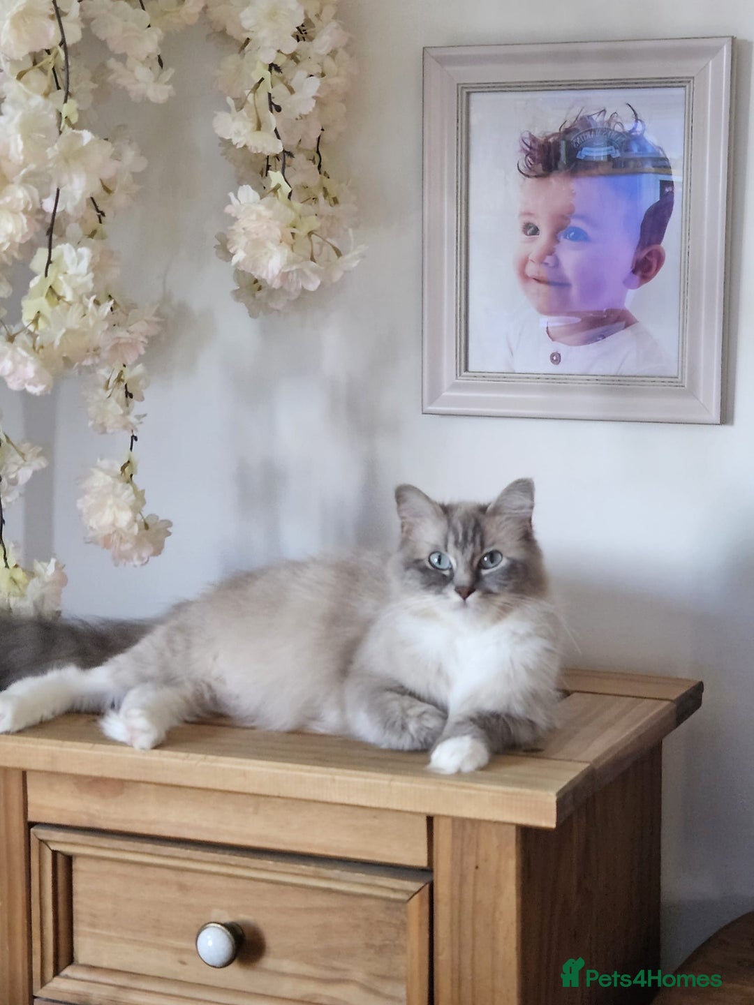 Maine Coon cats for sale: Maine Coon x Ragdoll Mix Kittens  Ready 27 Aug! 🐾 - Image 14