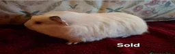 Guinea Pig rodents for sale: Beautiful Baby Guinea-pigs ready Now  - Advert 3