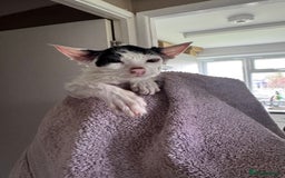 American Shorthair cats for sale: Mr Rhys  - Image 2