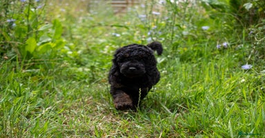 Cavapoo dogs - Advert 2