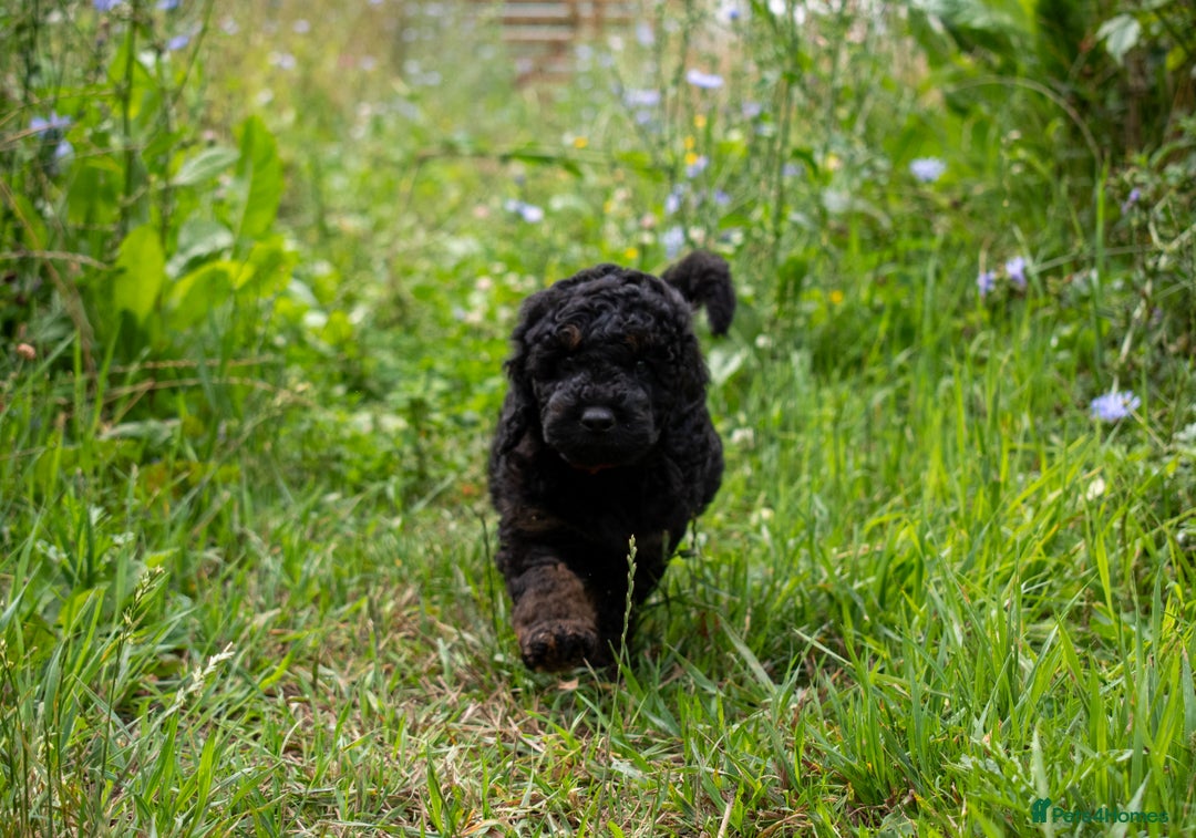 Cavapoo dogs for sale: F1B Cavapoo Boy Ready Now  - Image 3