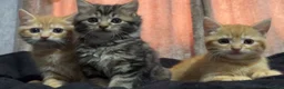 Mixed Breed cats for sale: maine coon x British short hair  - Advert 1