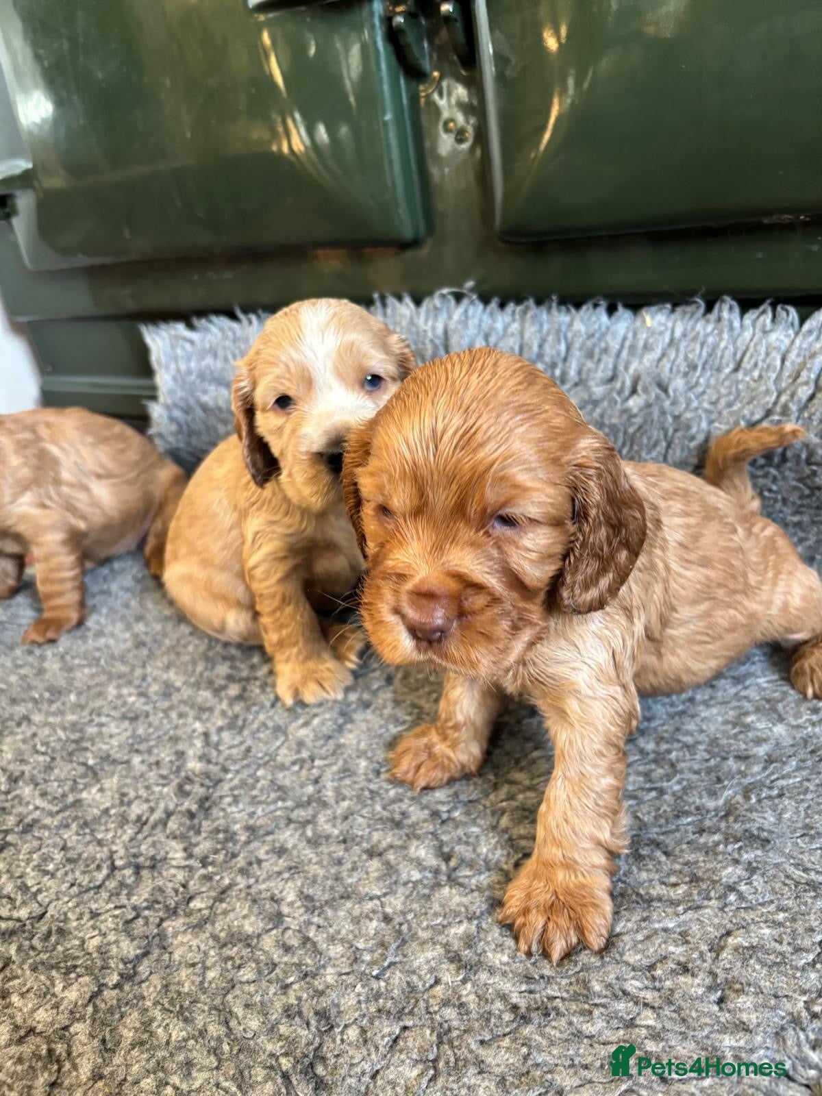 Cocker Spaniel dogs Stunning KC Cocker spaniels  - Advert 3