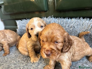 Cocker Spaniel dogs Stunning KC Cocker spaniels - Advert 12