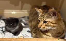 Domestic Shorthair cats for sale: Male and female kittens  - Image 5