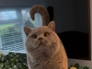 British Shorthair cats for stud: HEALTH TESTED. PROVEN. PEDIGREE - Advert 2