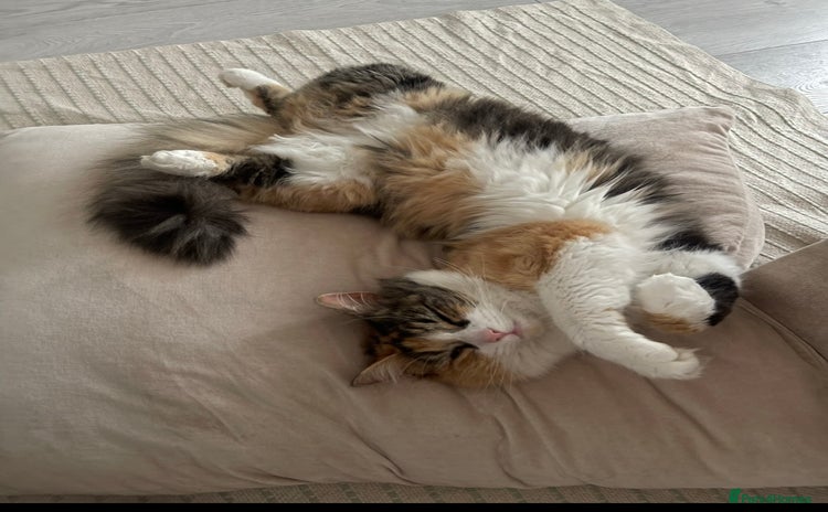 Maine Coon cats - Advert 13