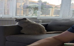 British Shorthair cats for sale: Active GCCF Champion titled female  - Image 7