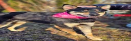 Mixed Breed dogs for adoption: ❤️🐶 CHLOE – THE DOG FOSTERS FALL IN LOVE WITH in Burton-on-Trent - Advert 12