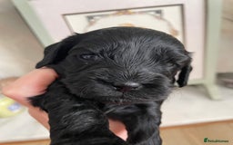 Cavapoo dogs for sale: F1 cavapoos puppies DNA Clear  - Image 14