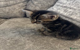 Mixed Breed cats for sale: Kittens for sale  - Image 5