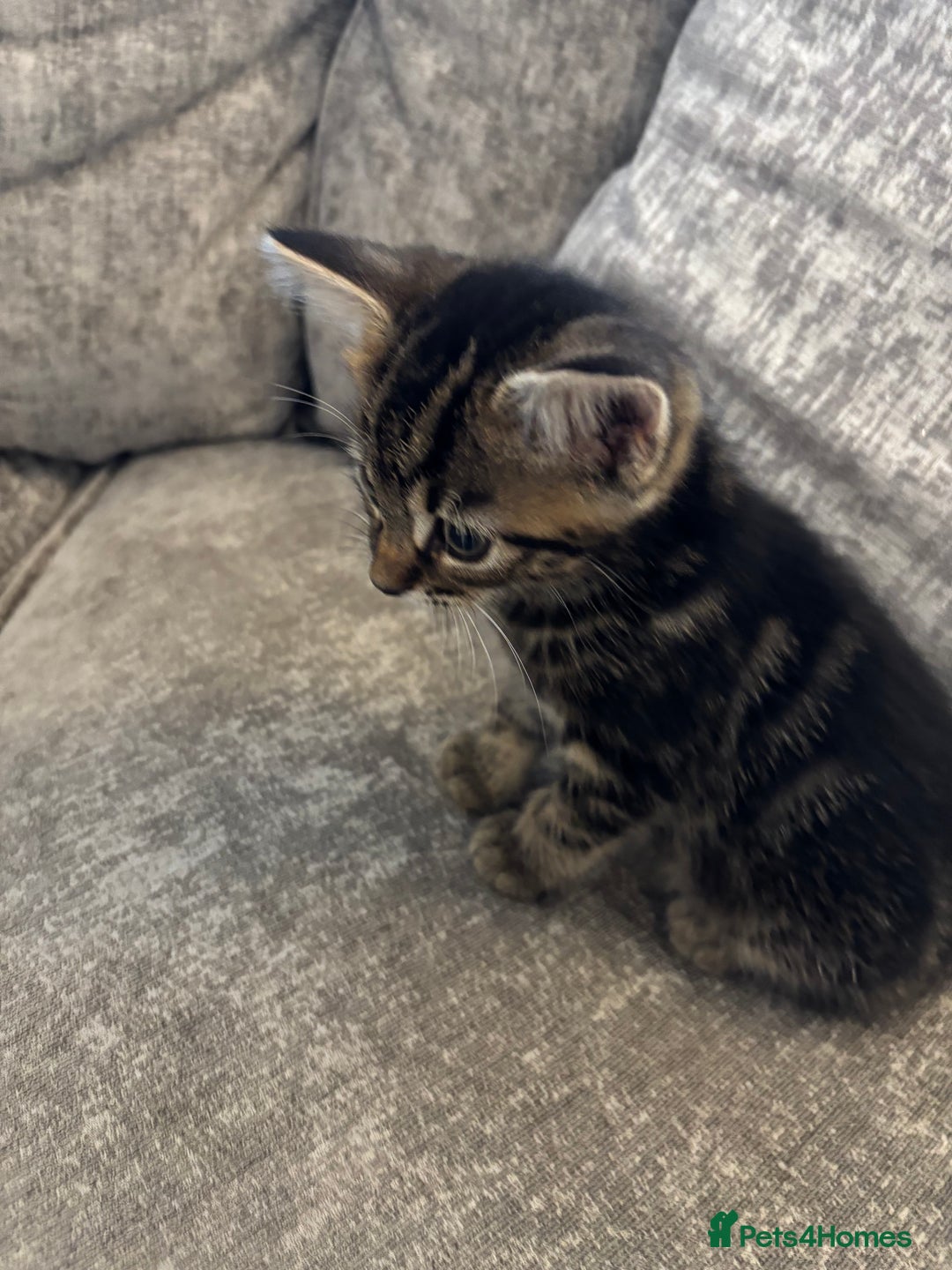 Mixed Breed cats for sale: Kittens for sale  - Image 5