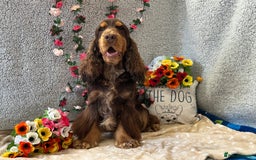 Cocker Spaniel dogs for stud: Health tested Show chocolate and tan cocker stud  - Image 5
