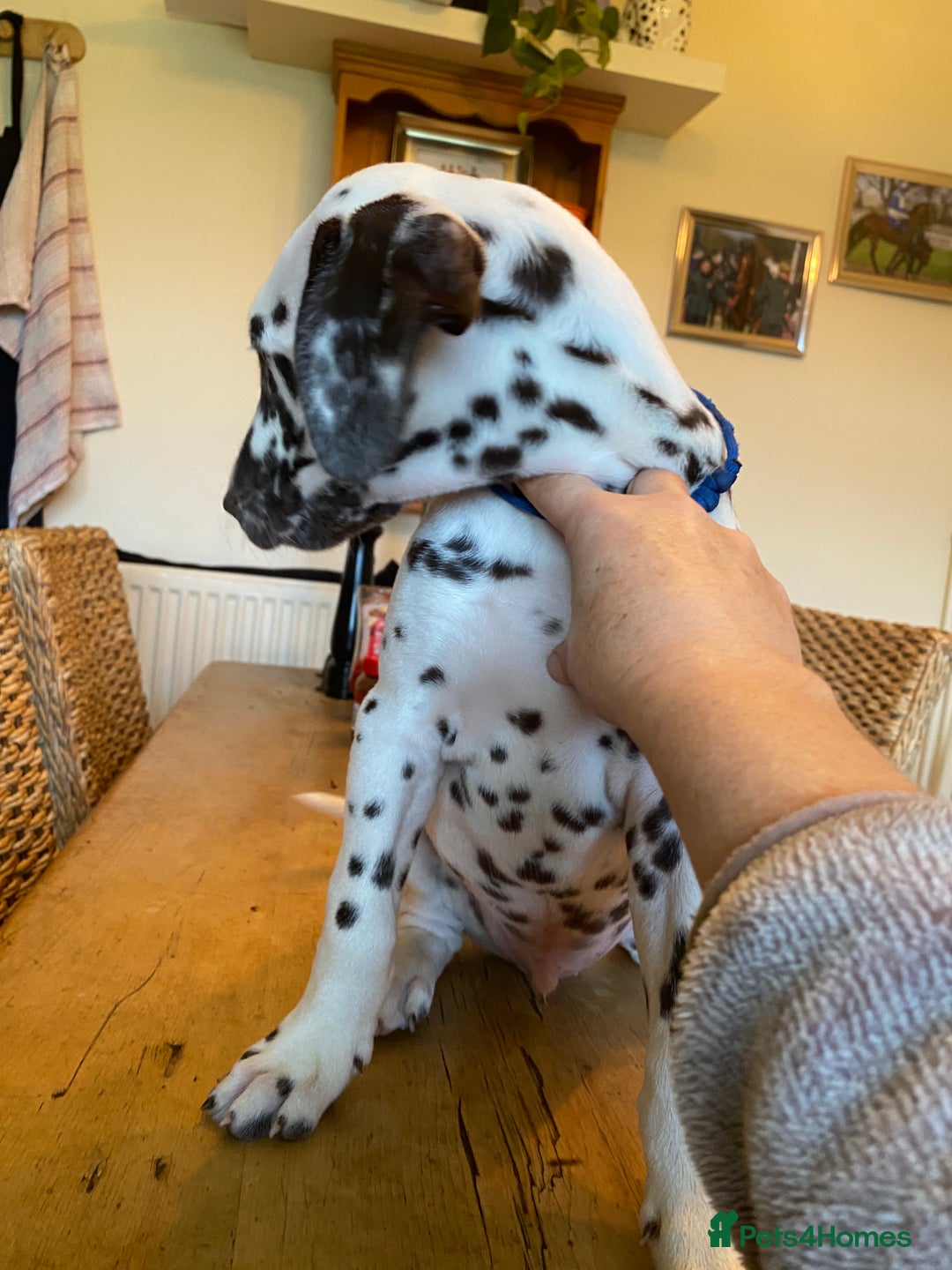 Dalmatian dogs for sale: Absolutely stunning liver puppy  - Image 11
