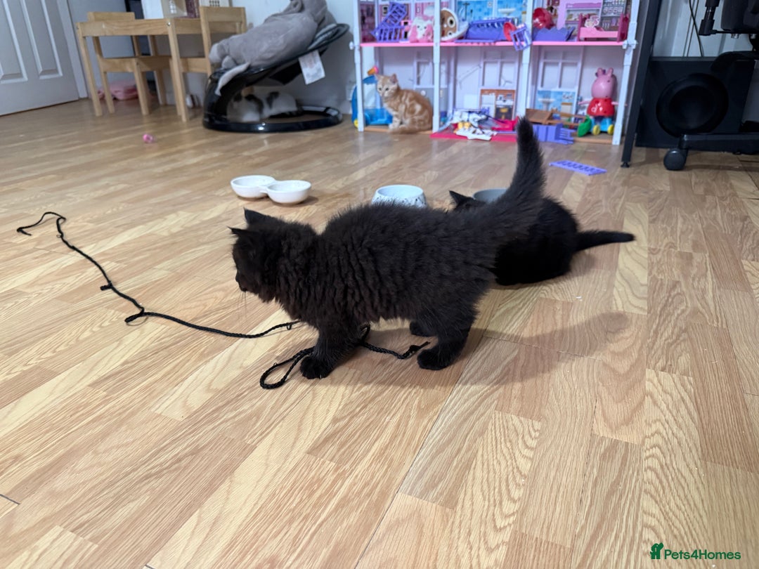 Persian cats for sale: Persian chinchilla mix kittens  in Andover - Image 12