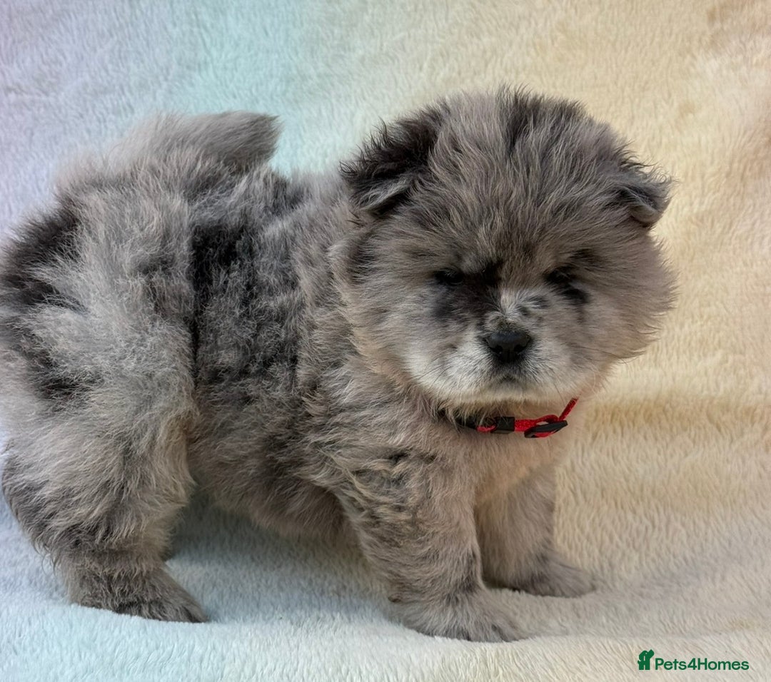 Chow Chow dogs for sale: American Blood Line Chow Chow Puppies  - Advert 24