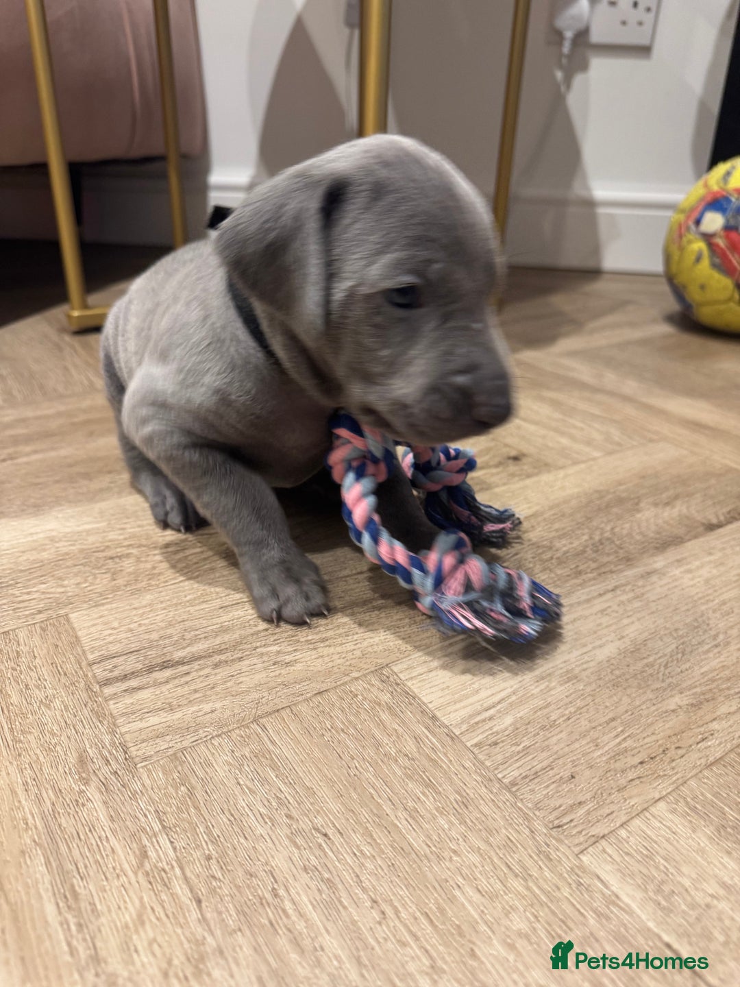 Weimaraner dogs for sale: 🐾 KC Weimaraners, ready now 🐾  - Advert 11