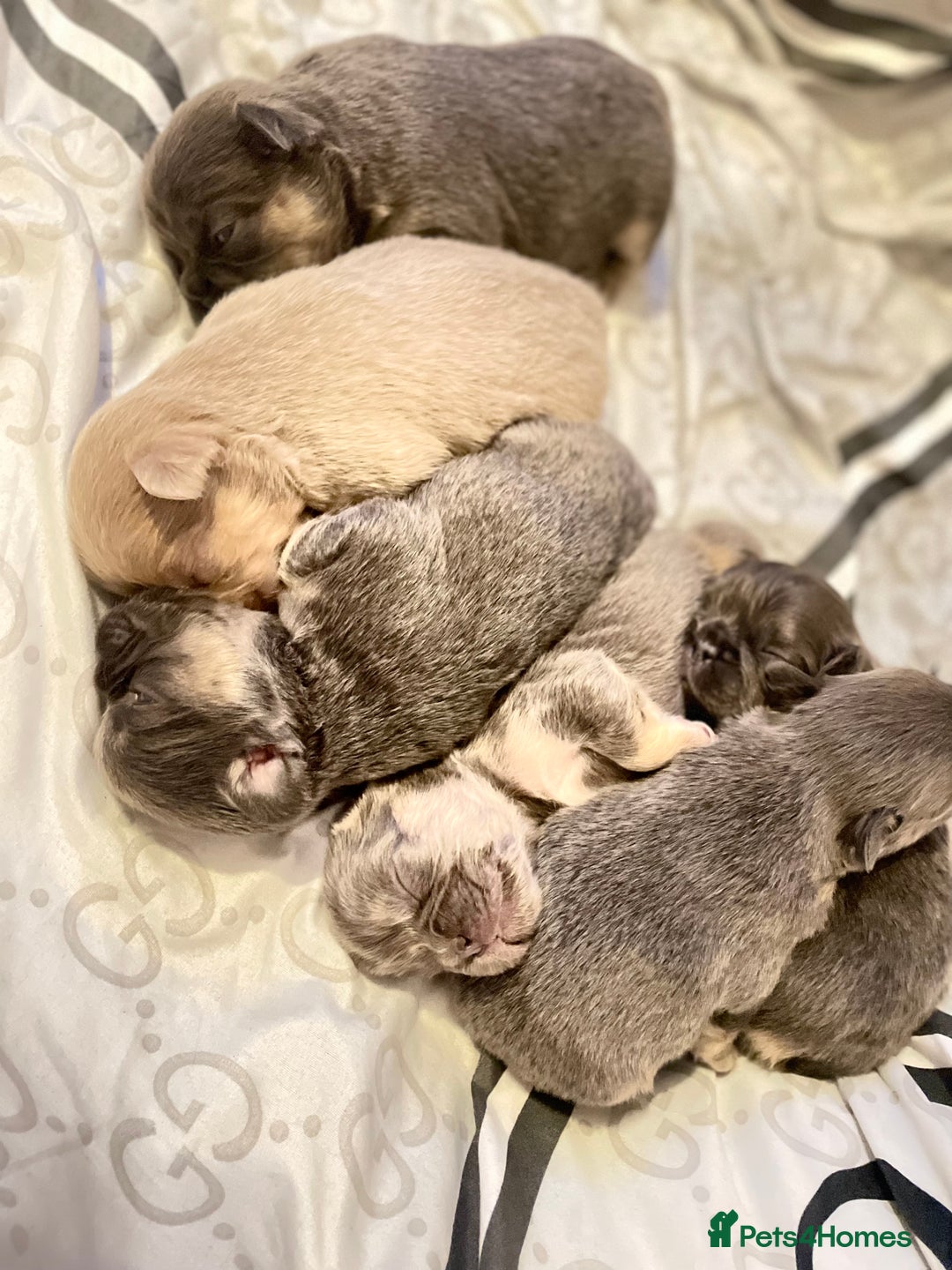 French Bulldog dogs for sale: 🩷🐶🐾6 Adorable fluffy French bulldogs 🩷🐶🐾 - Advert 13