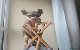 Sphynx cats for sale: Elf sphynx - Image 13