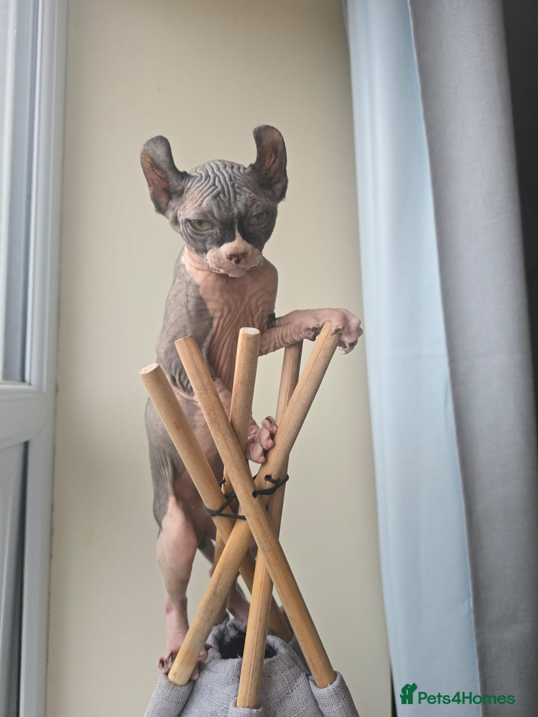 Sphynx cats for sale: Elf sphynx - Image 13