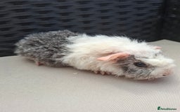 Guinea Pig rodents for sale: Baby guinea pigs for sale - Image 2