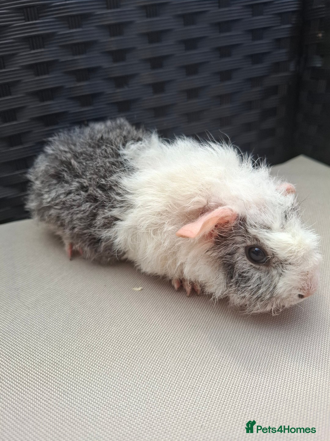 Guinea Pig rodents for sale: Baby guinea pigs for sale - Image 2