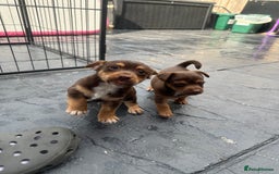 Jack Russell dogs for sale: 🐾 Adorable Jack Russell Puppies for Sale! 🐾 - Image 4
