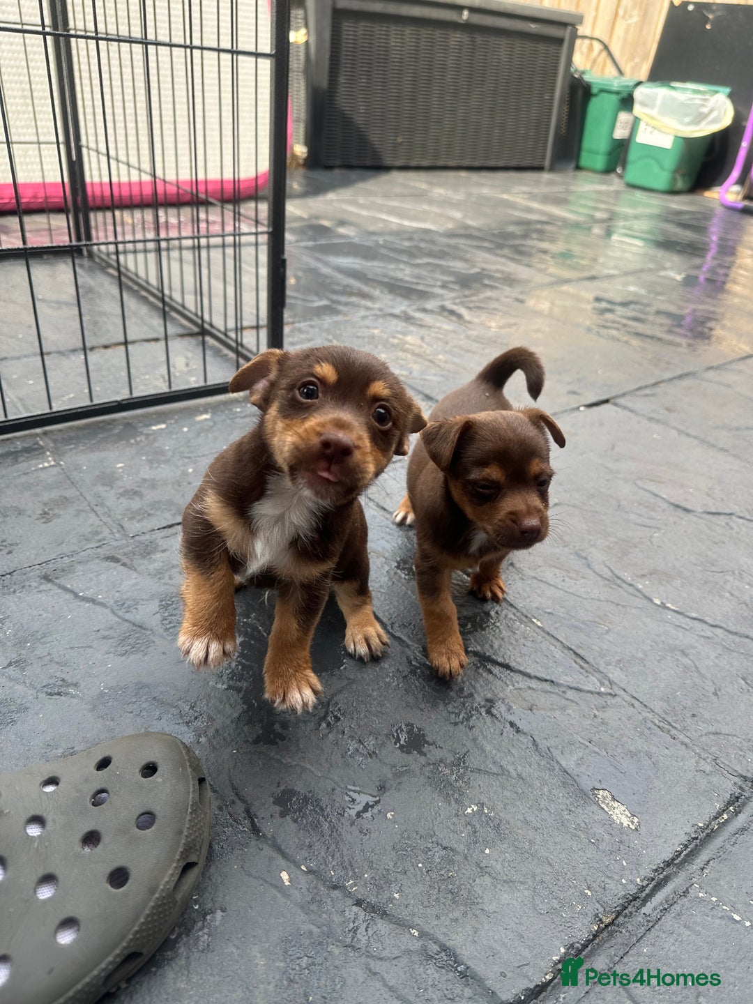Jack Russell dogs for sale: 🐾 Adorable Jack Russell Puppies for Sale! 🐾 - Image 4