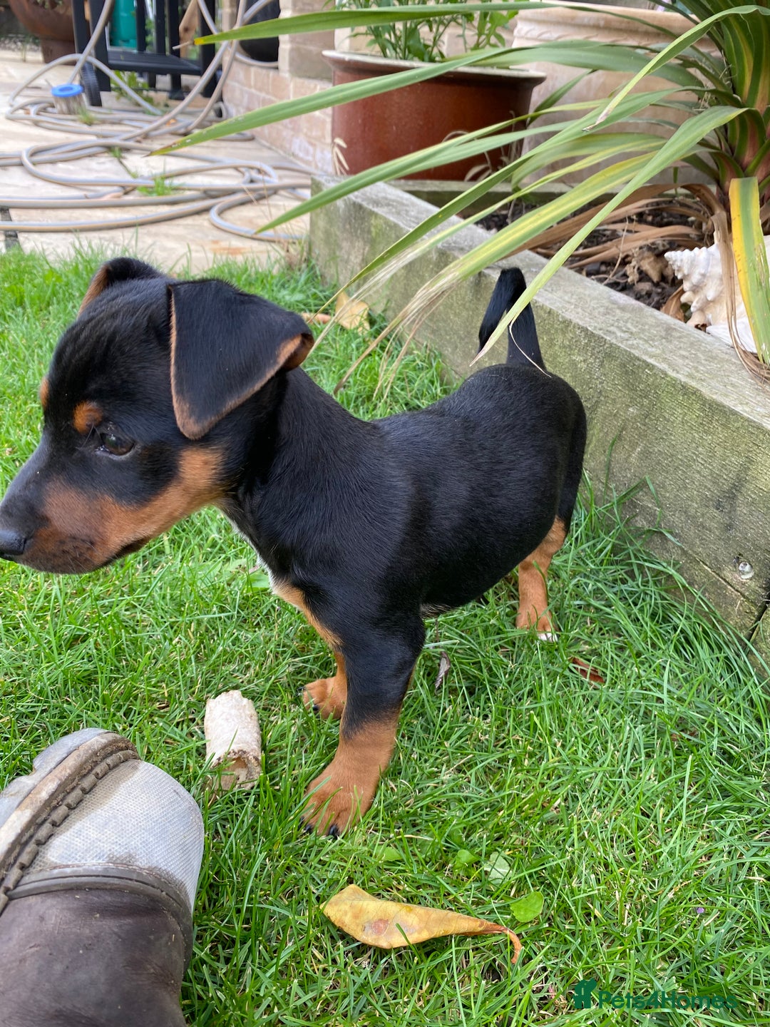 Jack Russell dogs for sale: Jack Russell terrier puppies - Image 2
