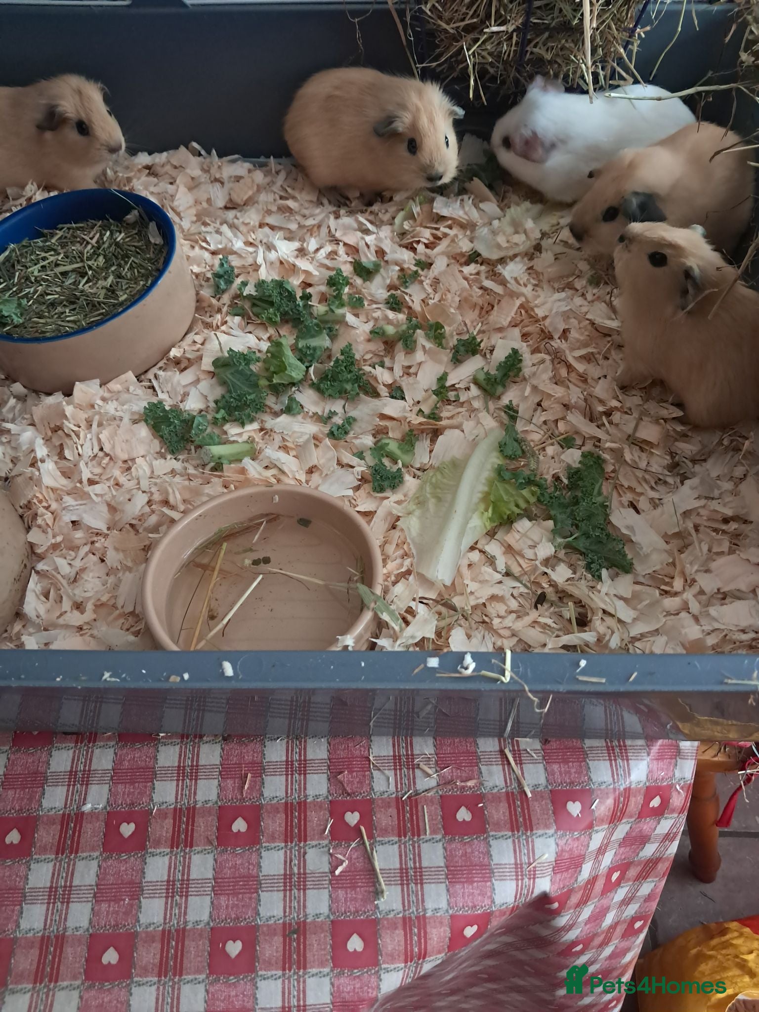 Guinea Pig rodents BABY CALIFORNIAN GUINEA PIGS - Advert 22