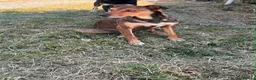 Mixed Breed dogs for sale: 9 stunning pups - Advert 20