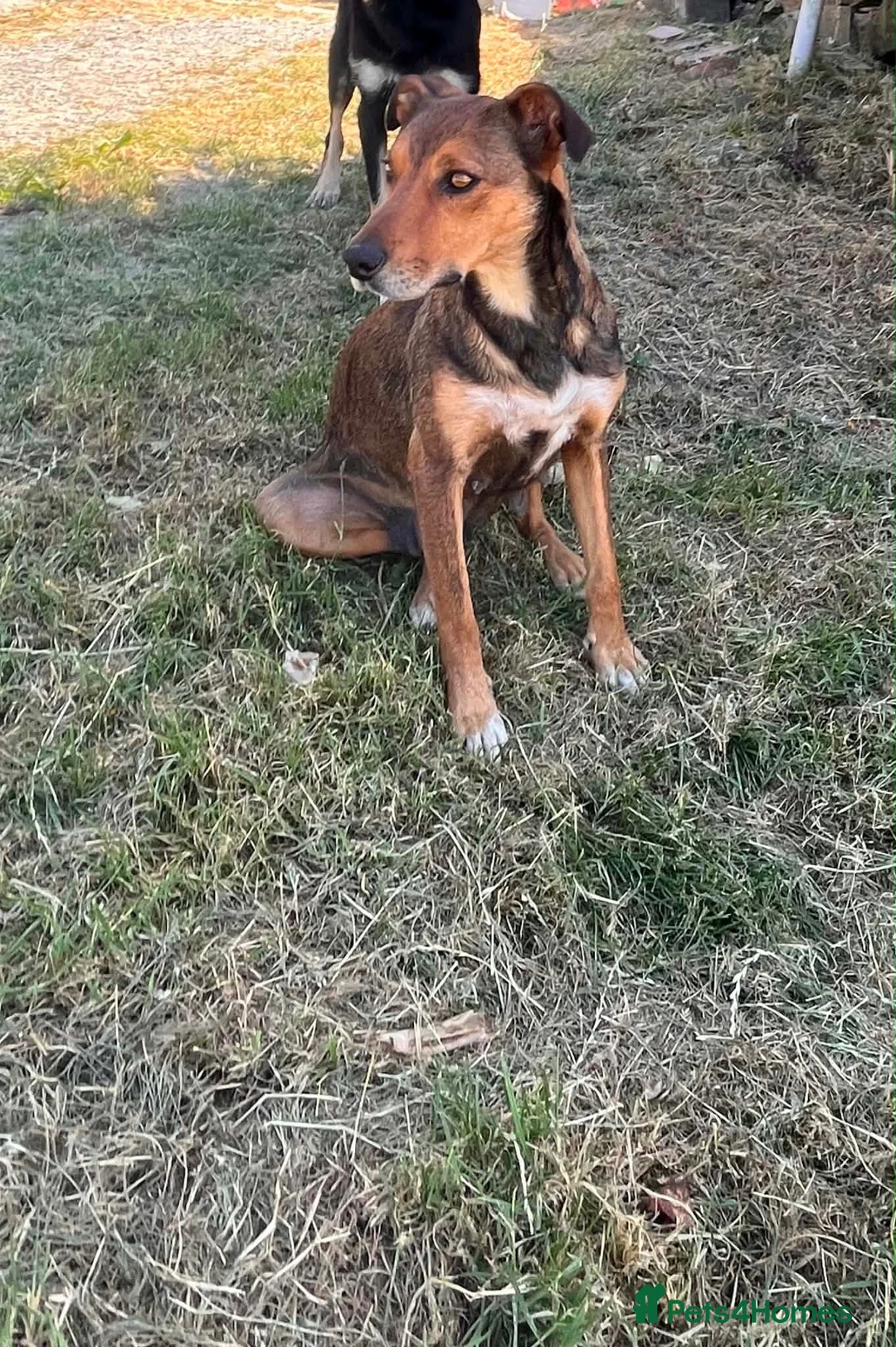 Mixed Breed dogs for sale: 9 stunning pups - Advert 20
