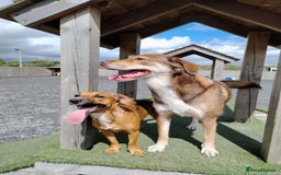 Mixed Breed dogs for sale: Collie cross 6 years old  - Image 2