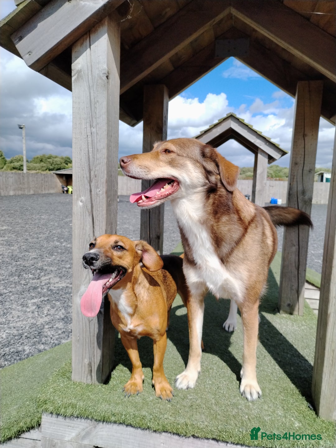 Mixed Breed dogs for sale: Collie cross 6 years old  - Image 2