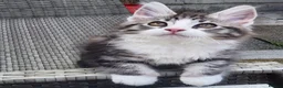 Maine Coon cats for sale: Maine Coons Ready Now!! 4 male 1 female  - Advert 3