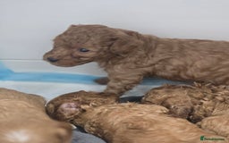 Cavapoo dogs for sale: Miniature F1B Cavapoo puppies 1 Left - Image 26