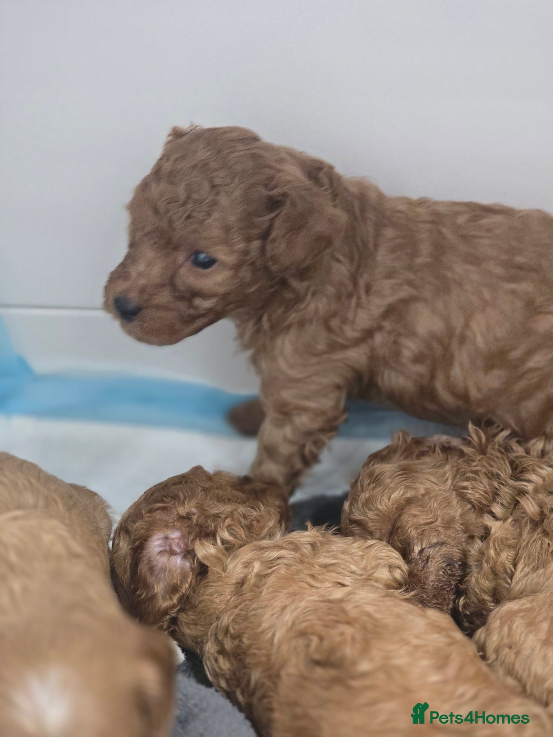 Cavapoo dogs for sale: Miniature F1B Cavapoo puppies 1 Left - Image 26
