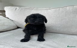 Mixed Breed dogs for sale: 🐾 🧸 *Ready Saturday* Beautiful Doodles 💕🐾 - Image 15