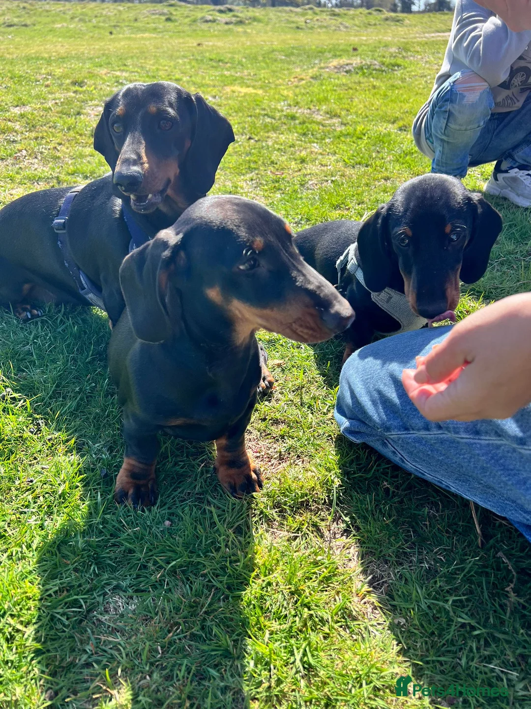 Dachshund dogs for sale: 🐾 Last Dachshund Puppy – Ready Now 🐾 - Advert 2
