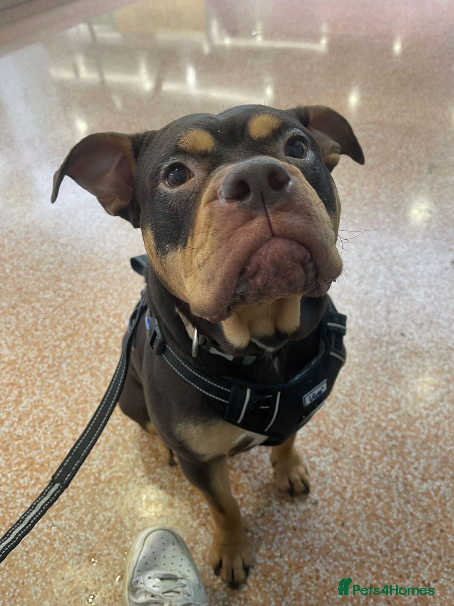 Mixed Breed dogs Bonnie  - Advert 2